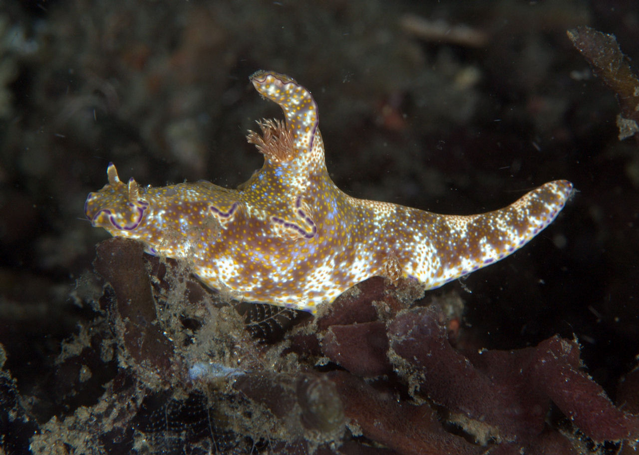 Ceratosoma gracillimum